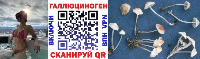 Купить где  Белорецк  Псилоцибиновые грибы GOLDEN TEACHER 